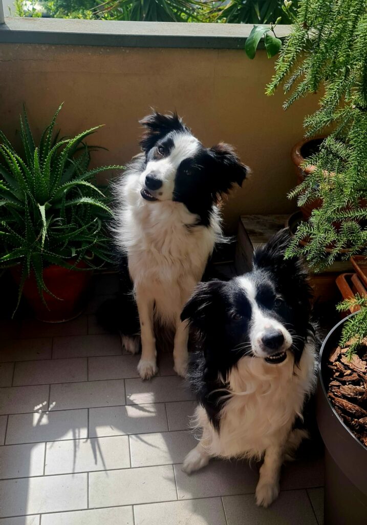 Due affettuosi Border Collie, Gaia e Dolly, posano felicemente sotto il sole.