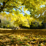 Bosco di Sant’Antonio a Pescostanzo: paesaggio autunnale con albero dorato, foglie cadute e panchina di legno.