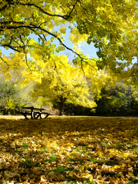 Bosco di Sant’Antonio a Pescostanzo: paesaggio autunnale con albero dorato, foglie cadute e panchina di legno.